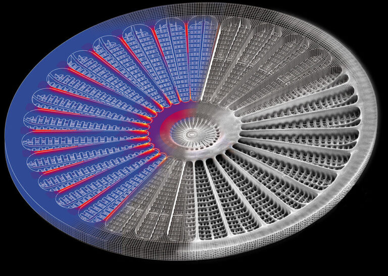 arachnoidiscus 1636124652 768x547