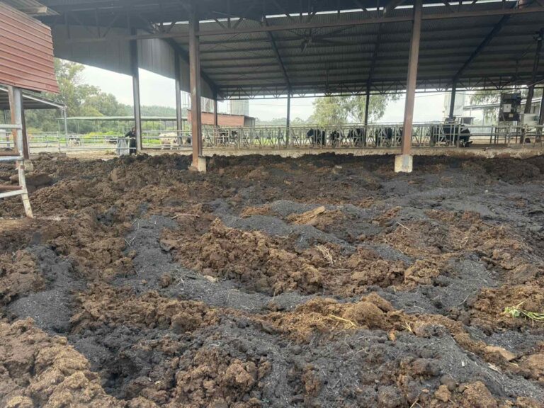 downloaded image 1764944491 1 768x576