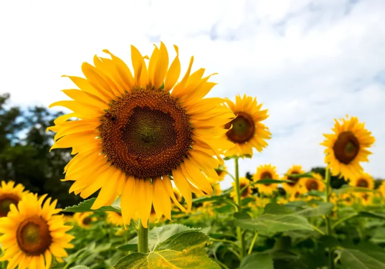 Sunflowers.jpg 768x538